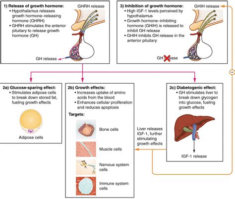 glande de skene|Skene’s Gland: Function, Location, Secretion & Conditions